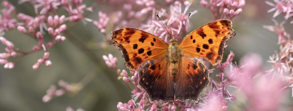 Moth header for Toronto Naturopath